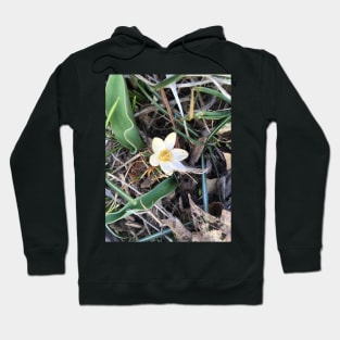 Pale Yellow Crocus Hoodie